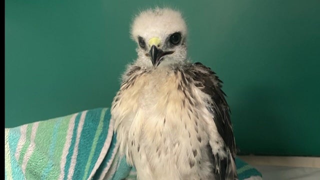 4p-ll-pkg-raptor-center-babies-wcco8b5g.jpg 