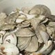 Baltimore ramps up oyster restoration efforts for Inner Harbor, Patapsco River 