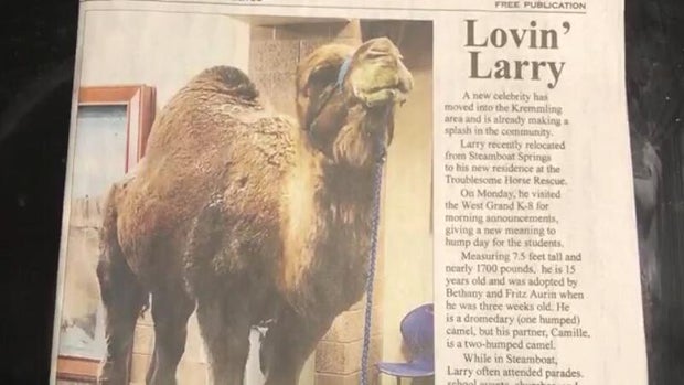 larry-the-camel-3.jpg 