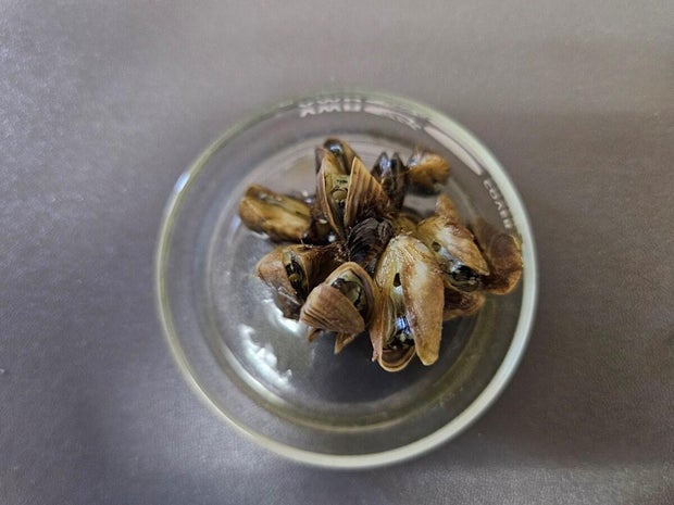 mussels-found-in-private-water-eagle-county-7-3.jpg 
