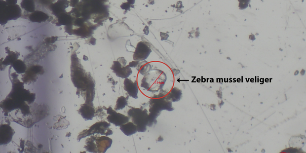 microscopic-verliger-new-castle-7-9.png 