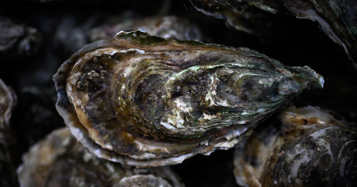 1906 shipwreck is filled with rare oysters to boost marine species 