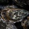 1906 shipwreck is filled with rare oysters to boost marine species