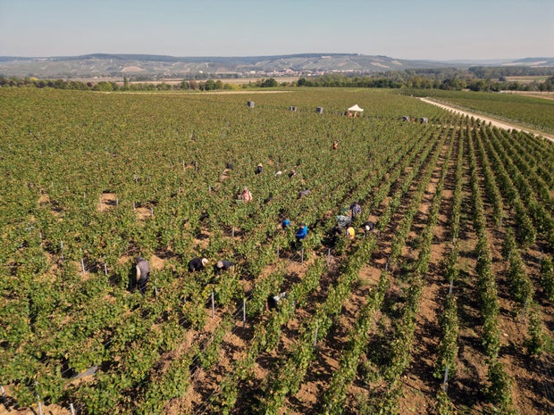 FRANCE-AGRICULTUIRE-VITICULTURE-LABOUR-UNIONS 