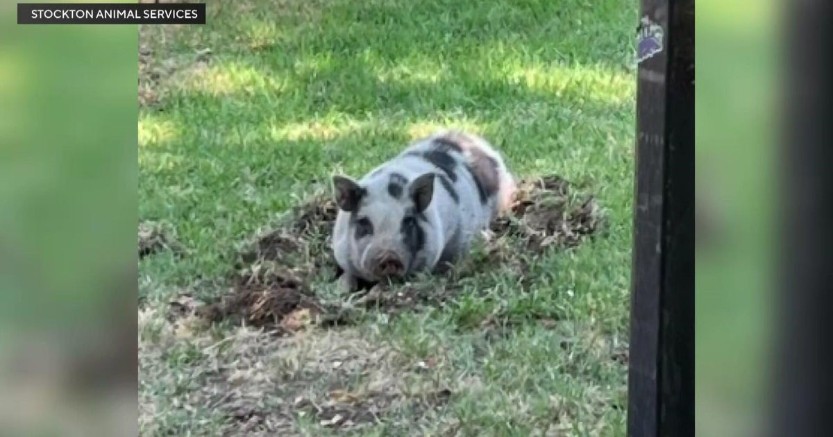 Central Stockton neighborhood fed up with potbelly pig creating havoc 