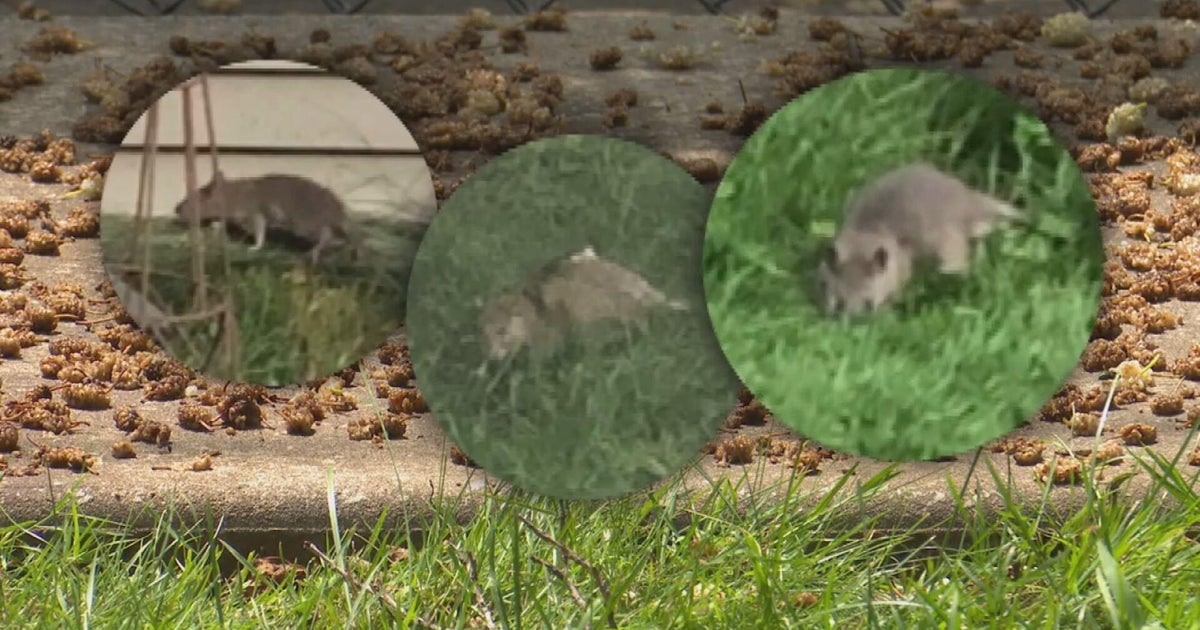 Chicago woman says berries from neigbor's tree feeding rat problem 