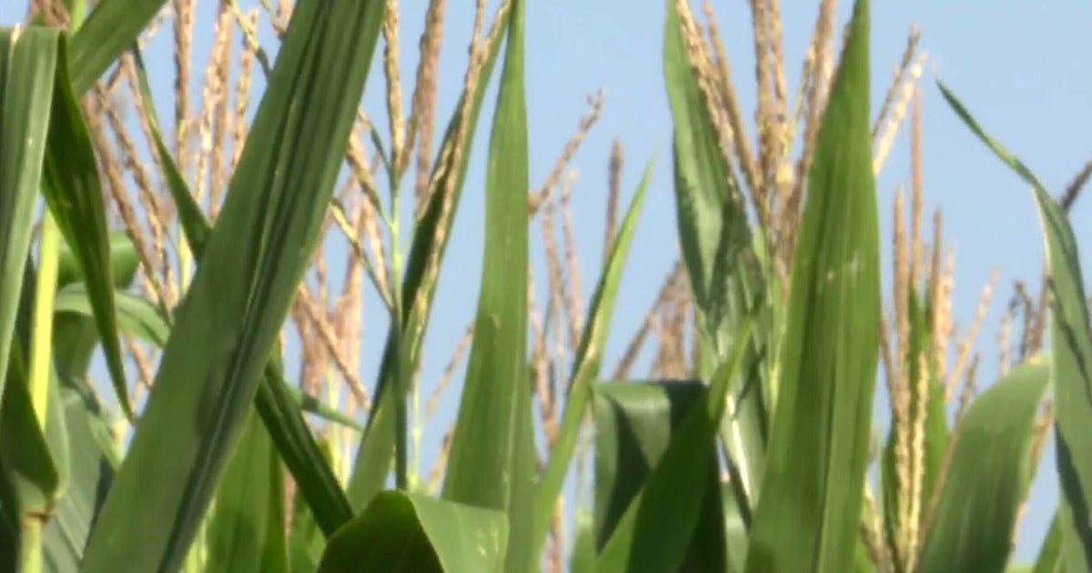 Corn sweat exacerbates humidity during Illinois heat waves 
