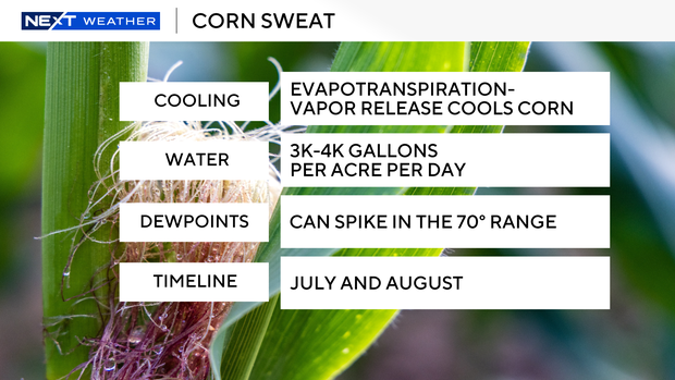 corn-sweat.png 