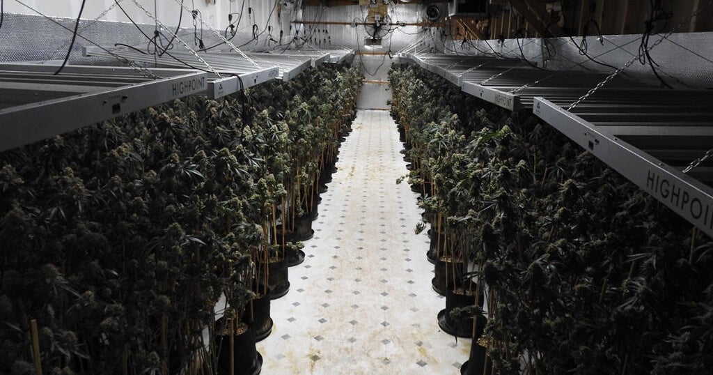 Calaveras County deputies bust alleged illegal cannabis grow, seize $500K in plants 