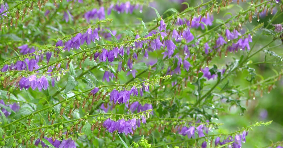 Creeping bellflower threatens Minnesota landscapes 