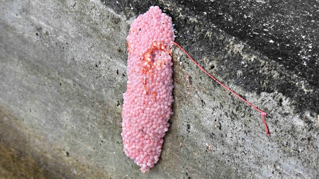 Pink Apple snail eggs on aquatic plants in a wetland near 