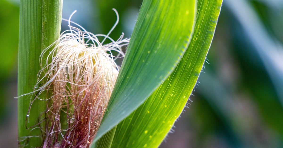 What is corn sweat, and why is it making Michigan hotter this week? 