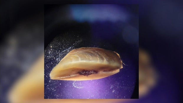 mussel2.jpg 