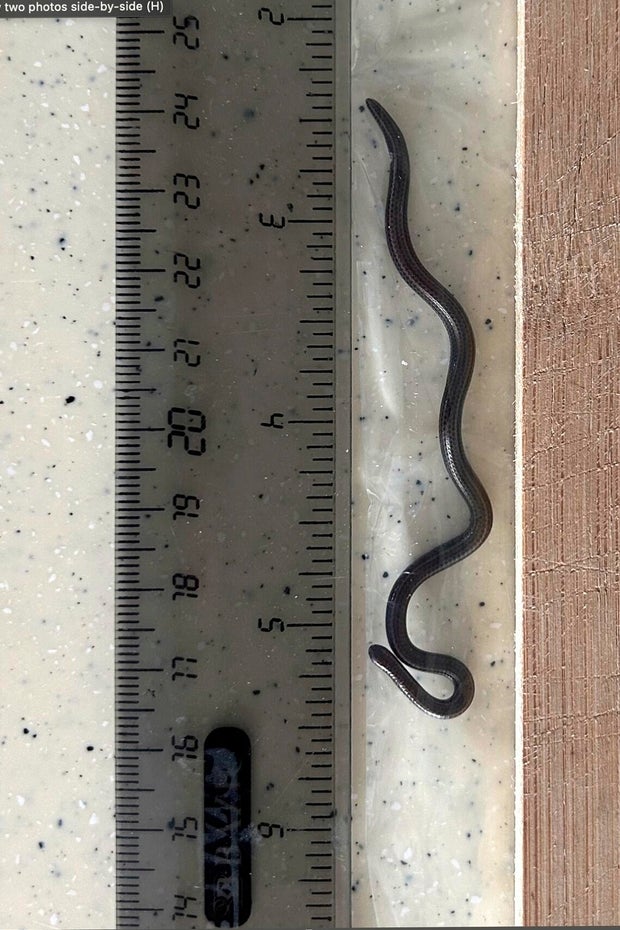 Barbados Rediscovered Snake 