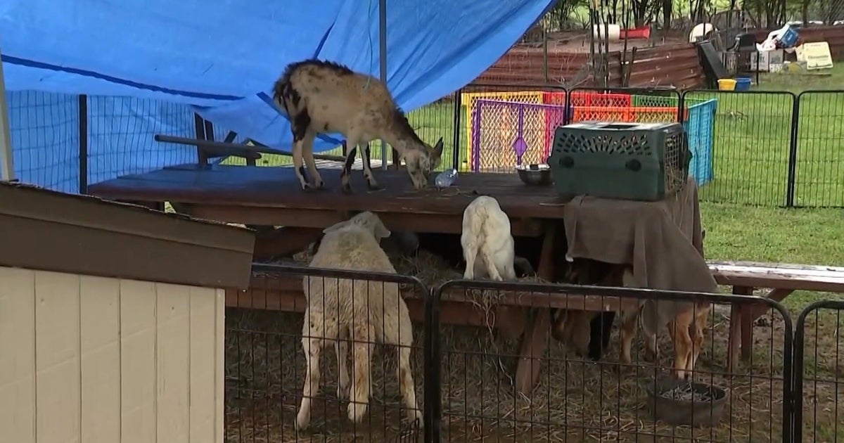 Owner of Pa. goat rescue facing over a dozen animal cruelty charges 