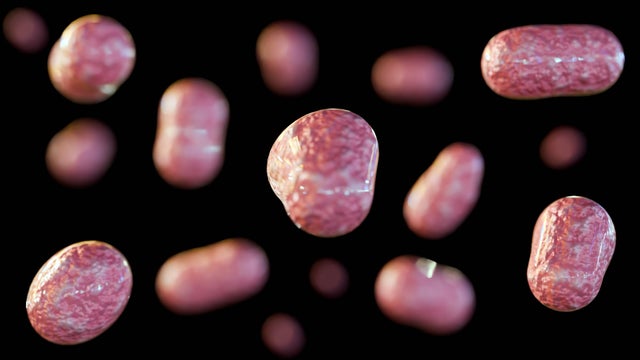 Francisella tularensis causes tularemia disease 