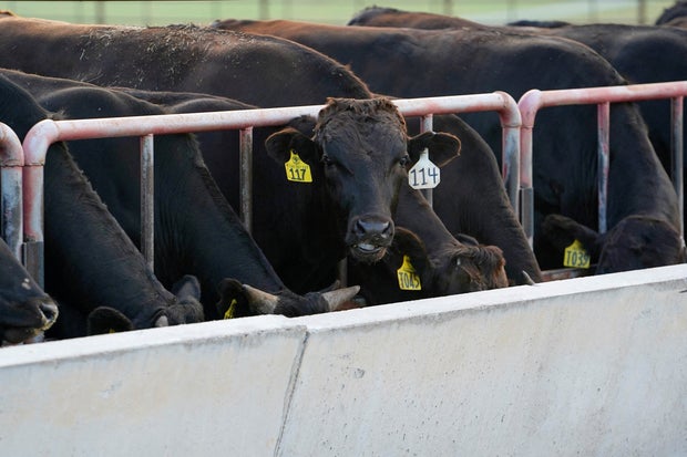 FILE PHOTO: Wagyu cattle graze near Blanchard 