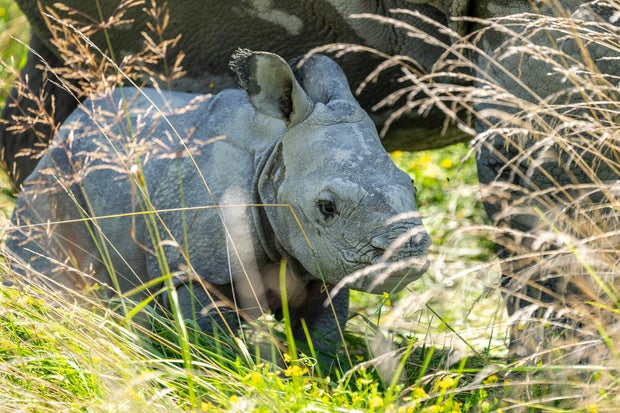 greater-one-horned-rhino-rohinis-calf-2540-grahm-s-jones-columbus-zoo-and-aquarium.jpg 