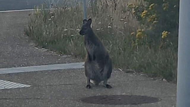 wallaby-520614345-1173406694818634-1378173831801828799-n.jpg 