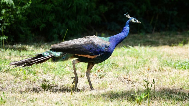 Missing Peacocks 