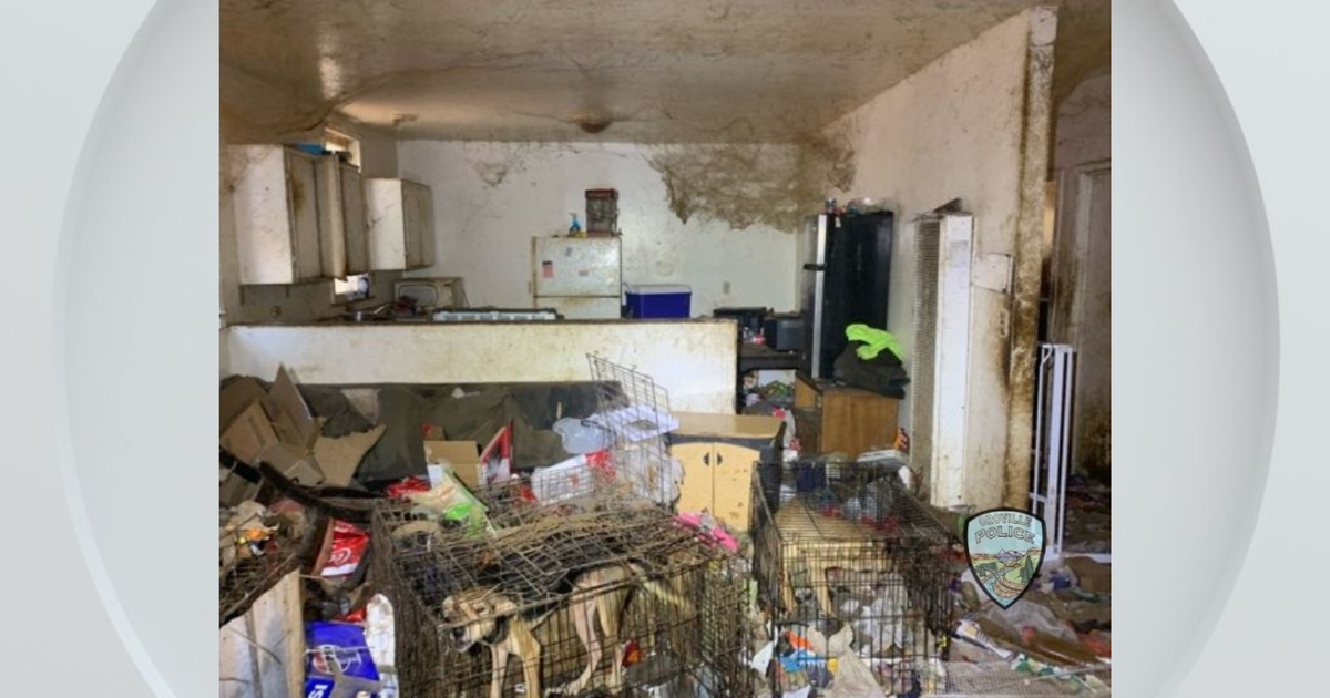 38 dogs rescued from extreme neglect in Northern California home 