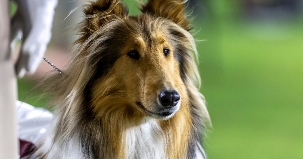 Texas A&M's Reveille X has eye removed after glaucoma diagnosis 