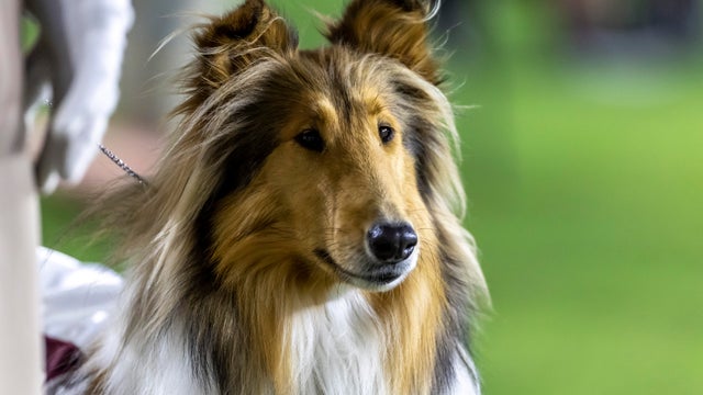 Texas AM University Mascot 