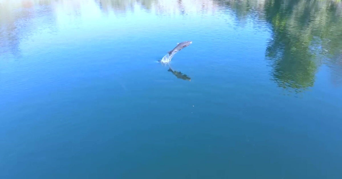 Hundreds of spring-run salmon rescued after taking detour into Tuolumne River 