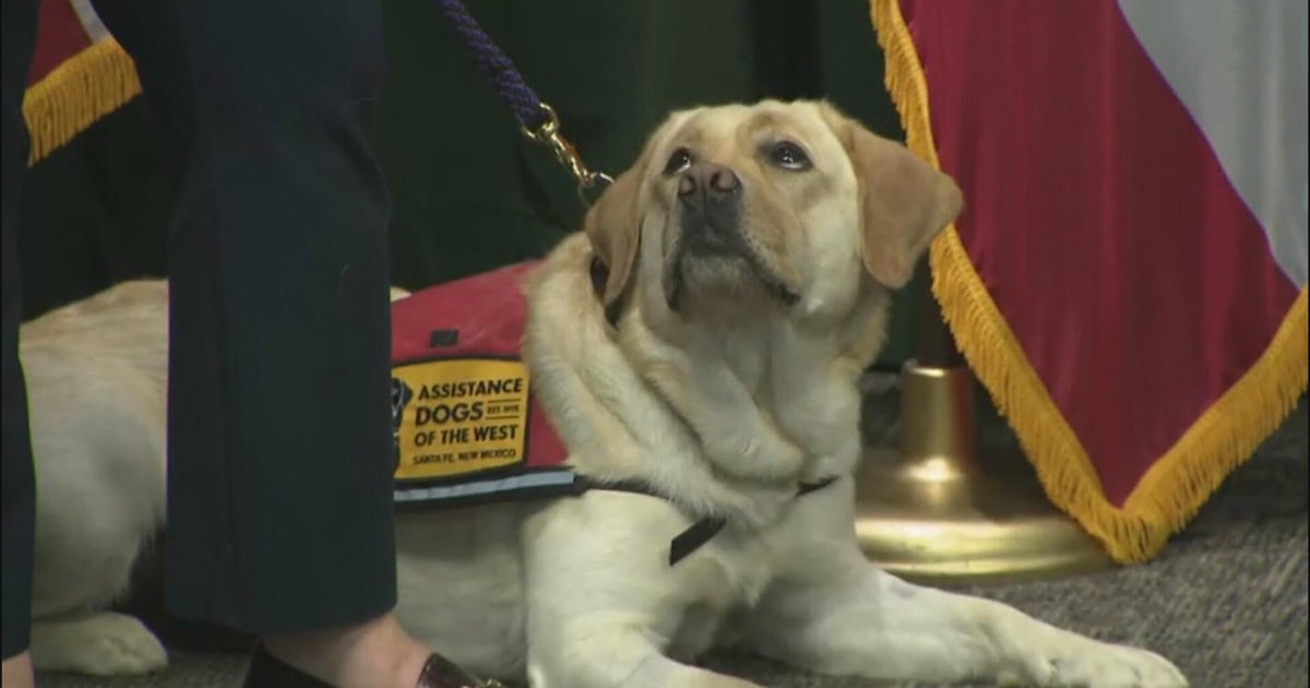 LA County DA Hochman swears in new victim services K-9s 