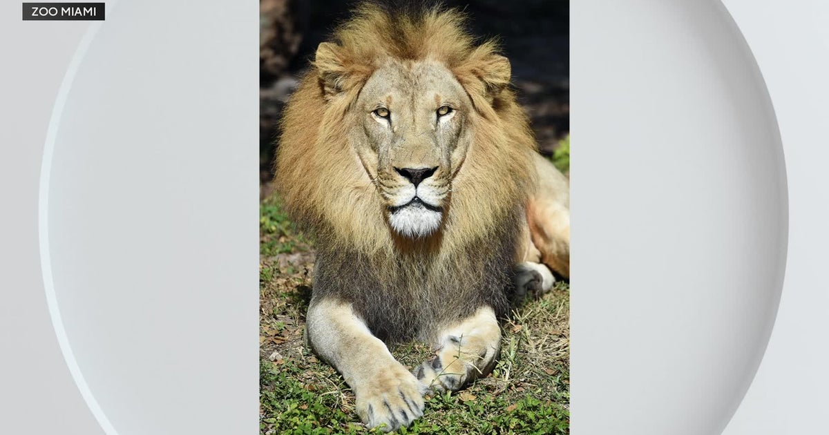 Zoo Miami mourns loss of 17-year-old lion Jabari