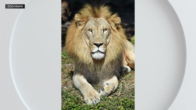 zoo-miami-lion-pic.jpg 