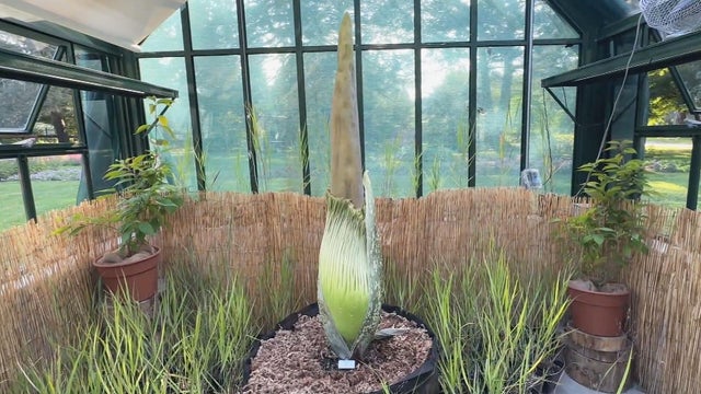 Corpse flower 