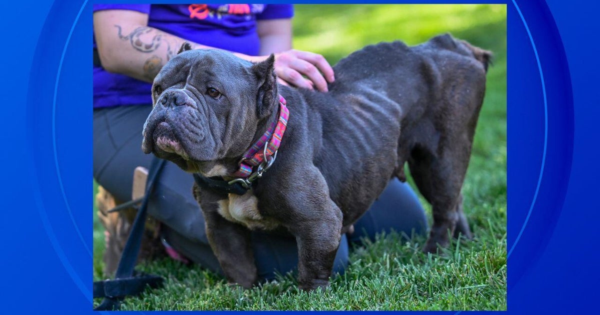 Animal cruelty investigation taking place after dog abandoned in Ypsilanti 