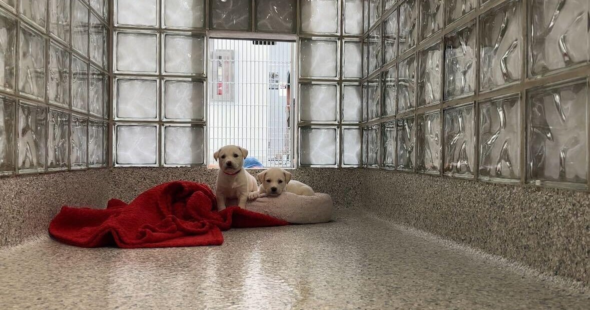 North Texas animal shelters ask community for donations, fosters to help with overcrowding 