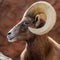 Bighorn sheep are disappearing in Texas. Wildlife biologists are stepping in.