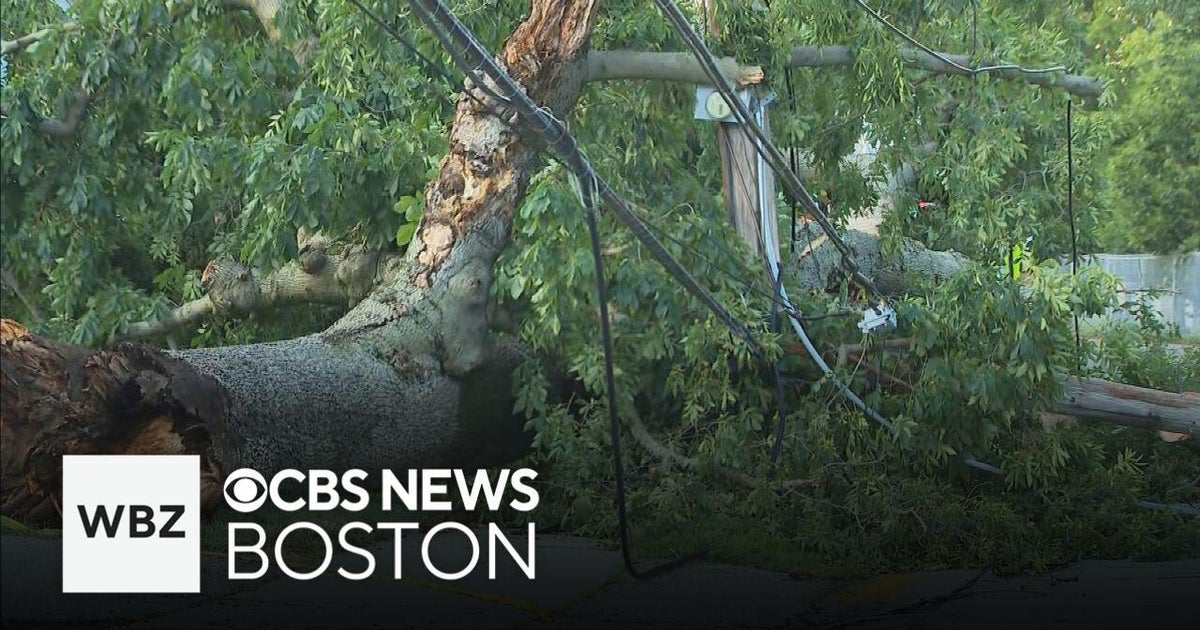 Strong storm brings down trees in Belmont