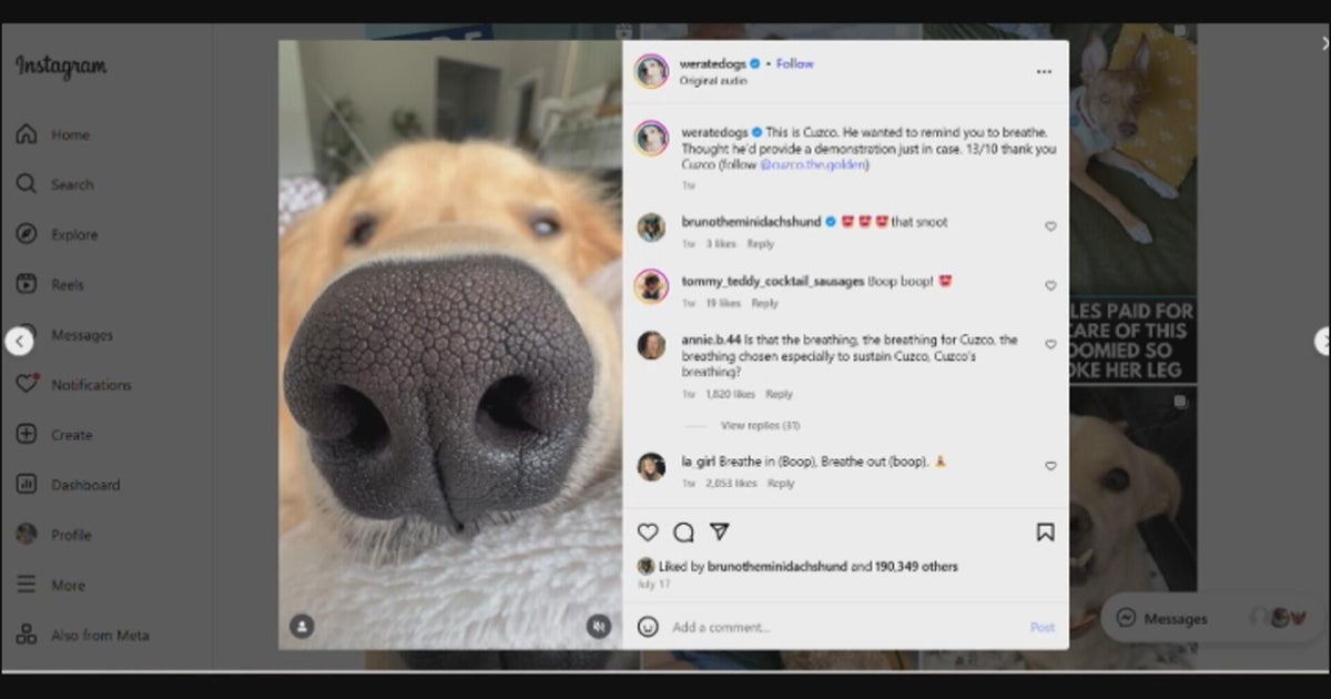 How an LA man made a social media empire by rating people's dogs 