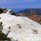 Nature: Mountain goats in Idaho