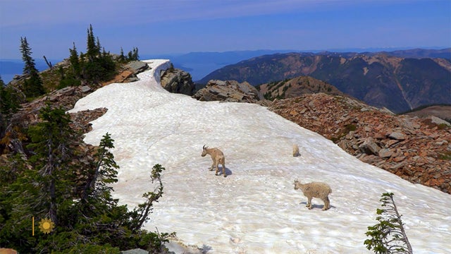 nature-mountain-goats-idaho-1920.jpg 