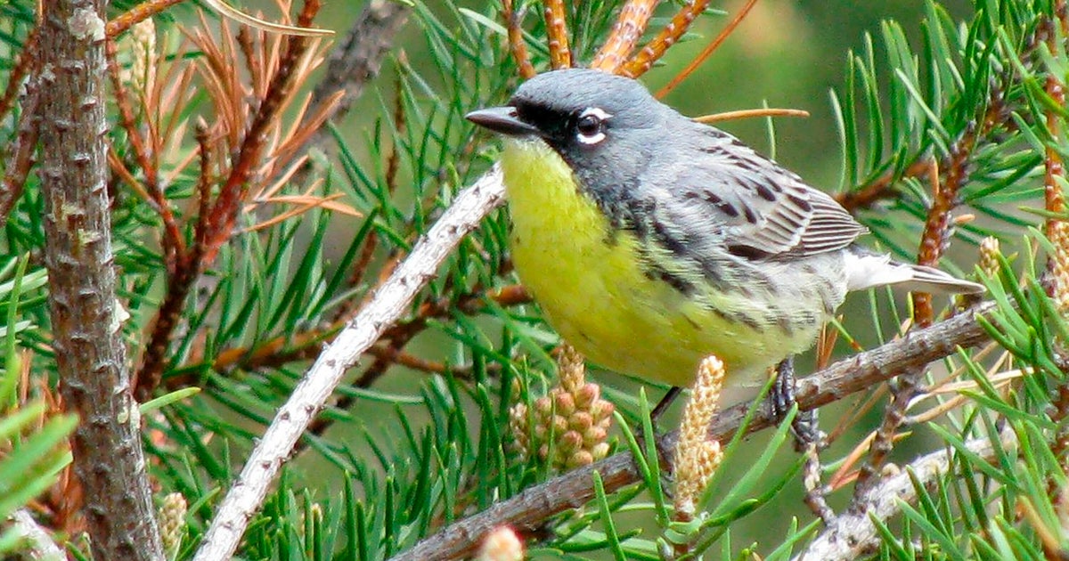 Conservationists address decline in Michigan's Kirtland's warbler population 