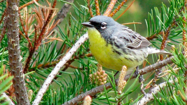 Kirtlands Warbler 