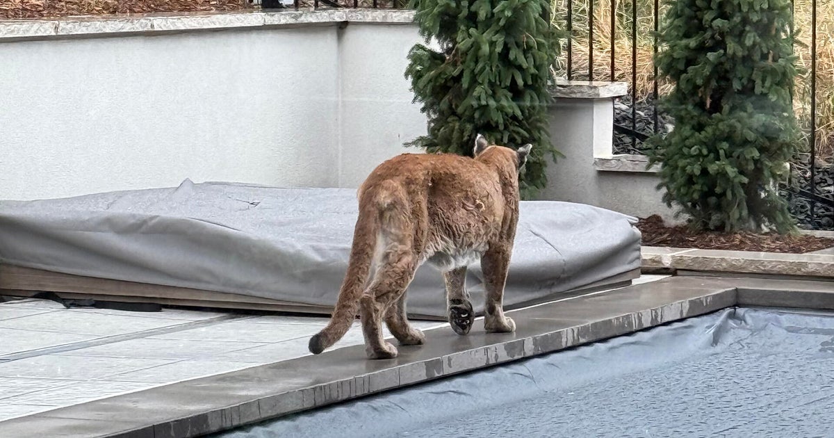 Mountain lion attacks dog in Boulder 
