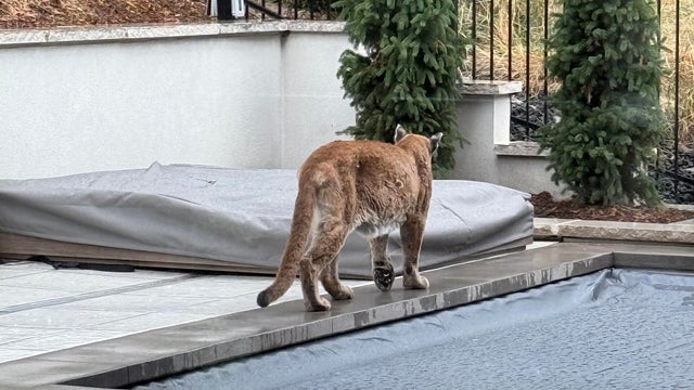 The cougar, Puma concolor,  also known as the puma, mountain lion, catamount, or panther, is a large cat native to the Americas, second only in size to the stockier jaguar. Utah 