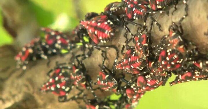 Stopping the spotted lanternfly is no longer just about stepping on them 