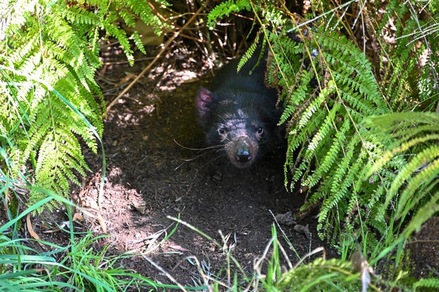 male-tasmanian-devil-crush-photo-by-carl-myers-photo-courtesy-of-l-a-zoo.jpg 