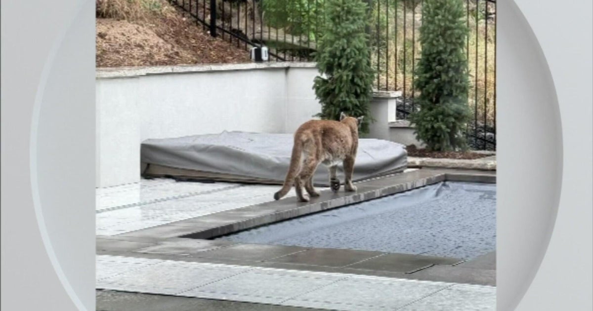Mountain Lion Kills Dog, Prompts Boulder Police Warning