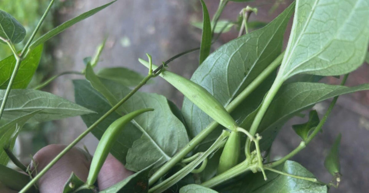 An invasive species is popping up in Boston - and it's threatening monarch butterflies
