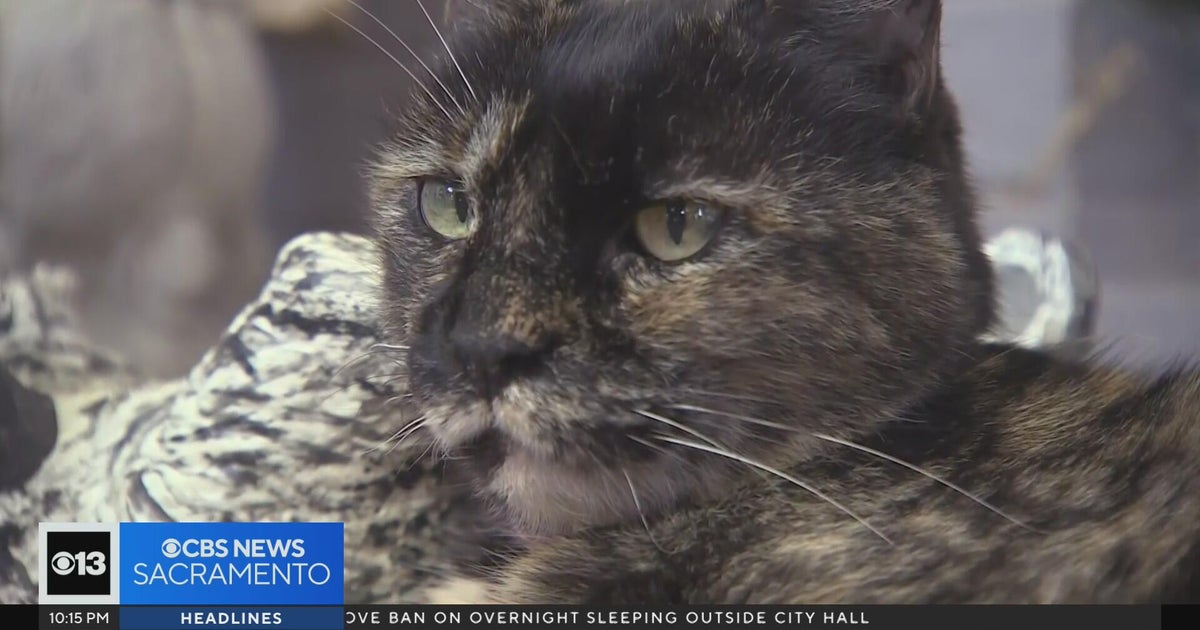 Cat allegedly pepper sprayed by postal worker in Rancho Cordova