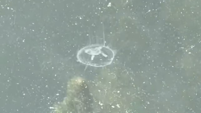 kdka-freshwater-jellyfish.png 