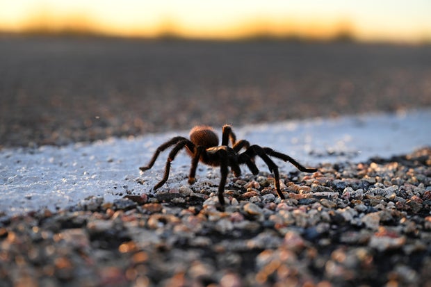 Tarantulas,